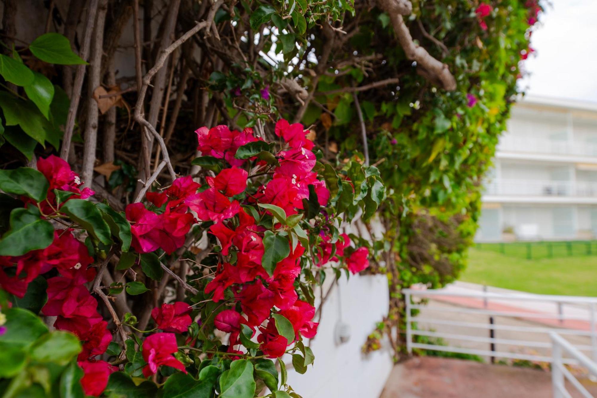 Apartamento Almadraba Roses Exterior photo